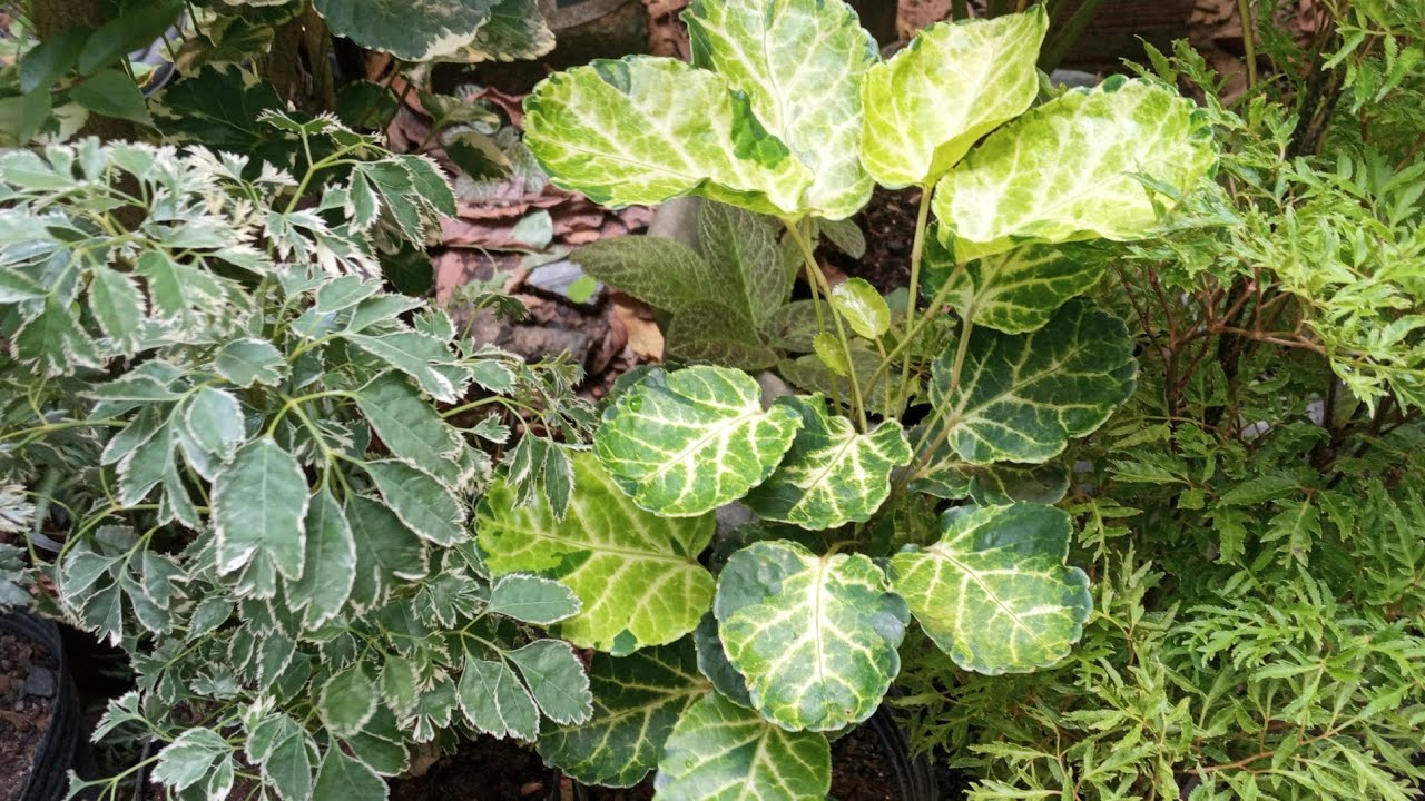 ÁRVORE DA FELICIDADE. Conheça 7 tipos. Informações e dicas de cultivo.