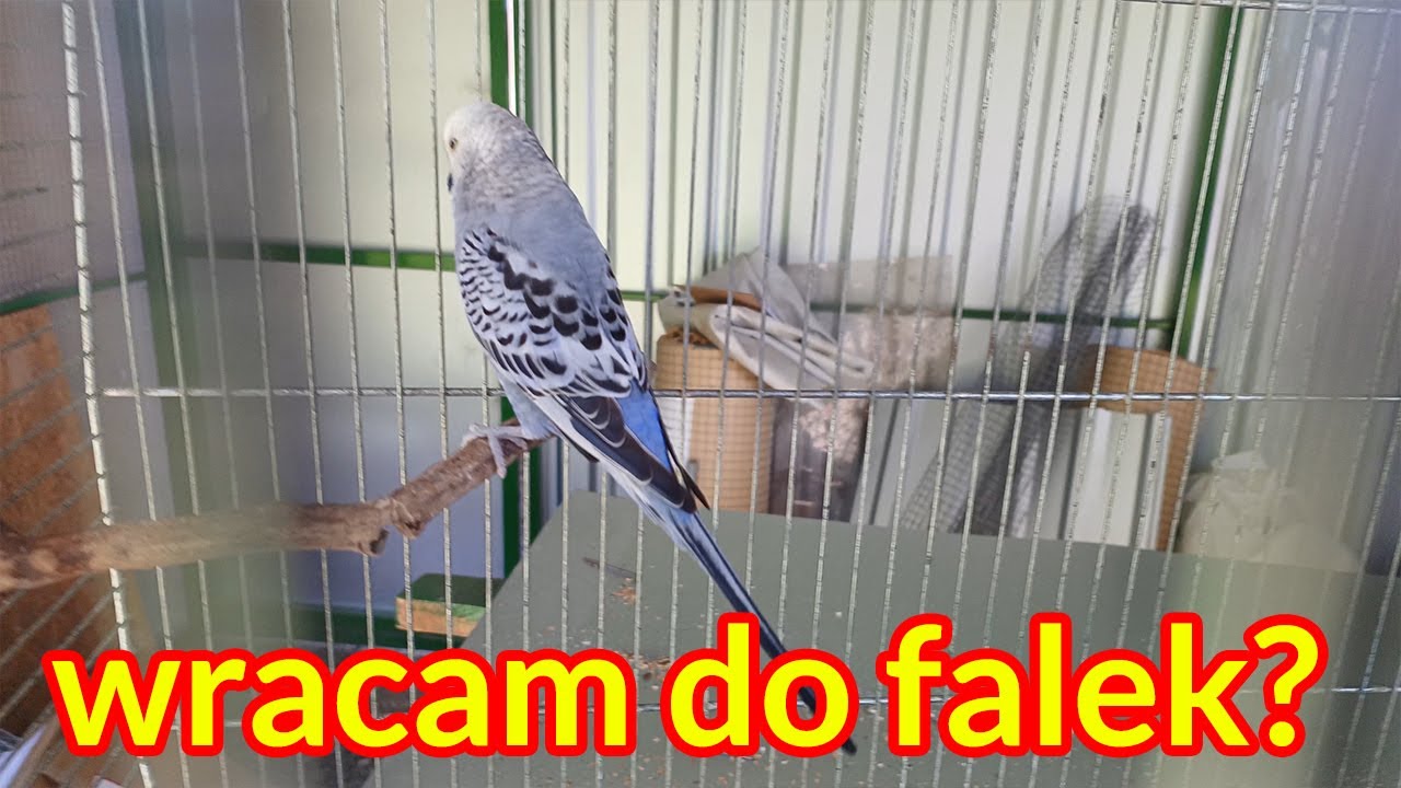 Nowy gatunek papug w hodowli?
