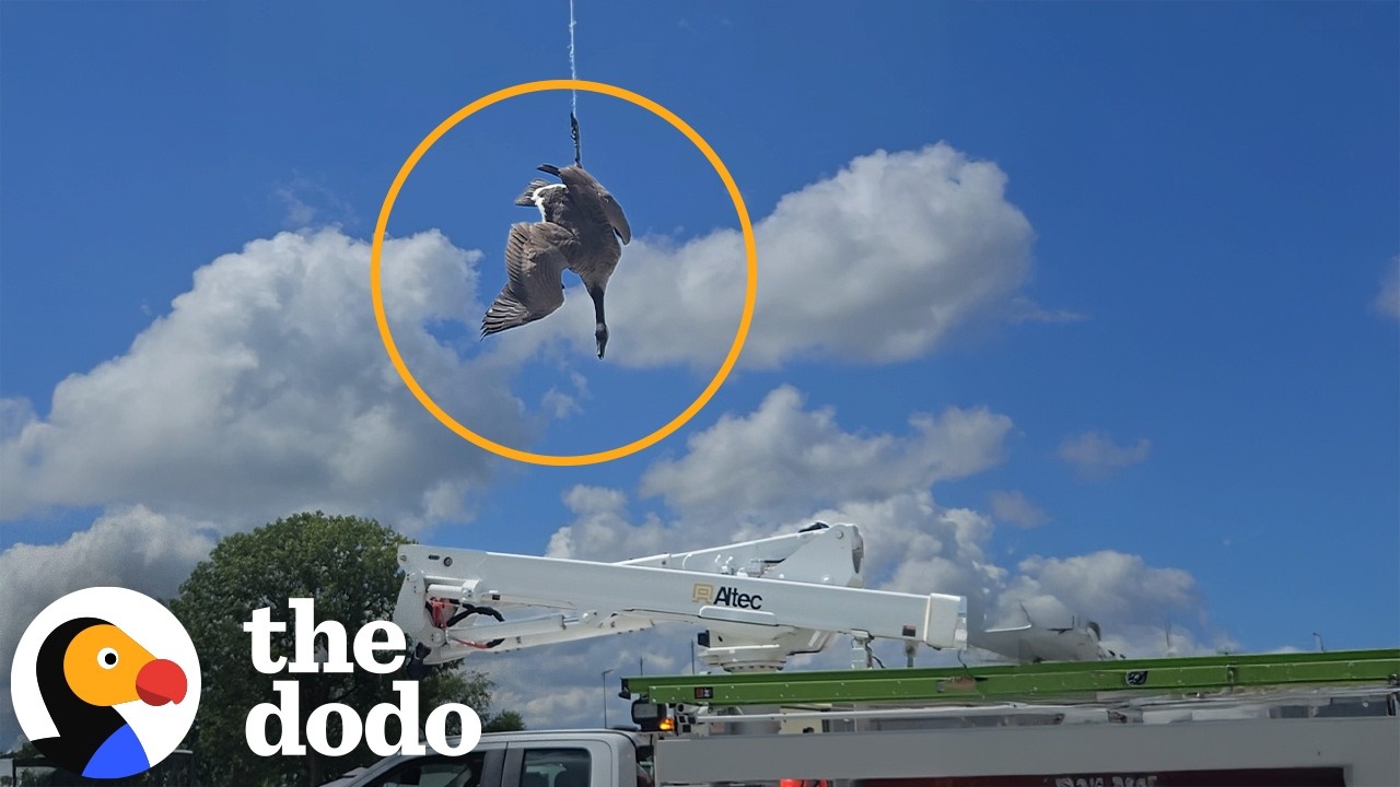 Goose Rescued After Hours Trapped On A Power Line | The Dodo