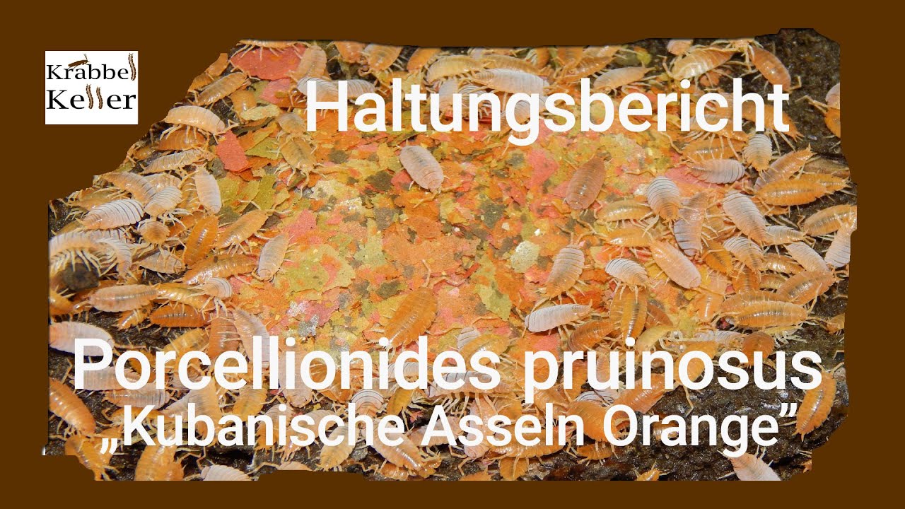 Haltungsbericht Porcellionides pruinosus ORANGE „Kubanische Assel