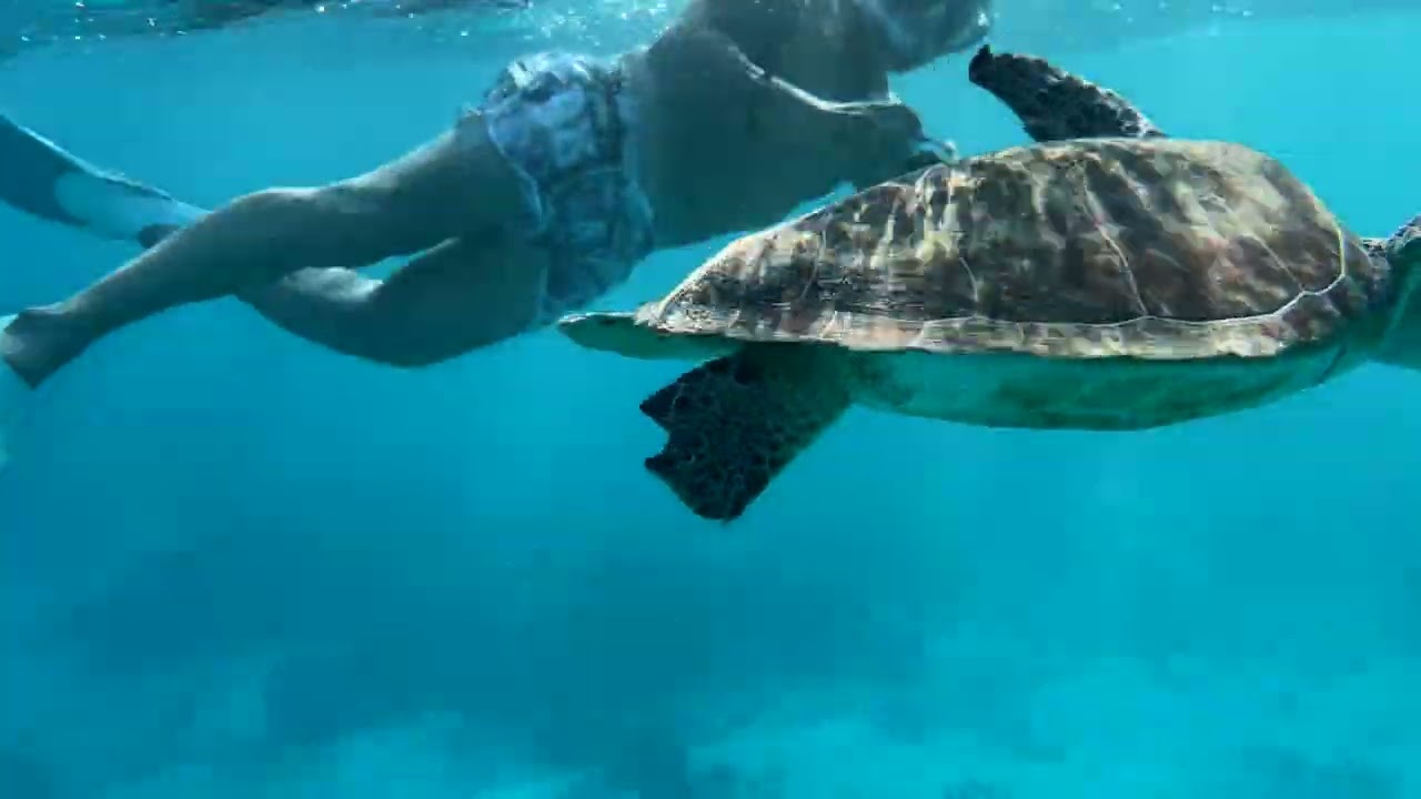 Snorkeling with the turtles
