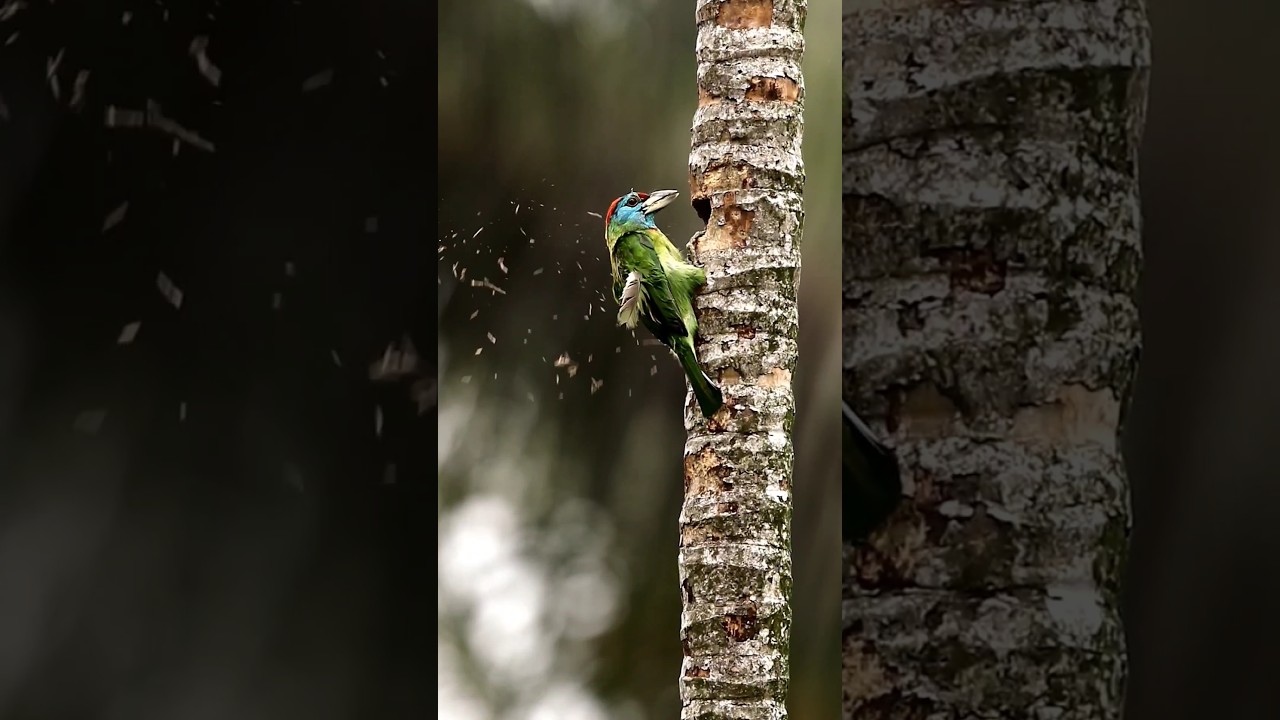 beautiful bird video ( blue throated barbet ) #youtubeshorts #shortvideo #birds #birdphotography