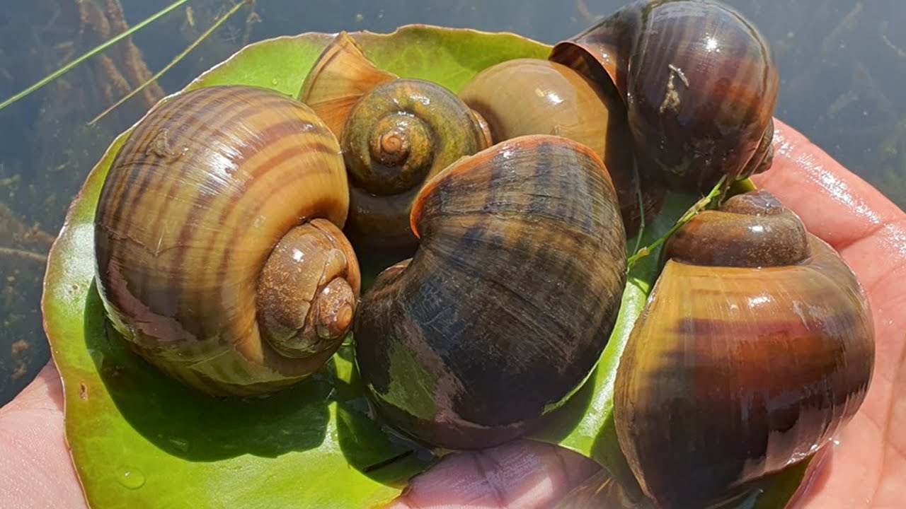Snails After Seasonal Flooding | outdoor relaxation, peaceful vibes