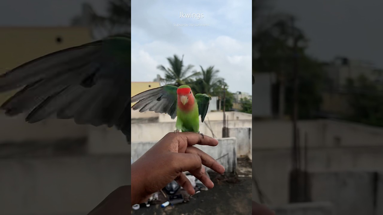 My love bird free flight outdoor training ❤️❤️❤️