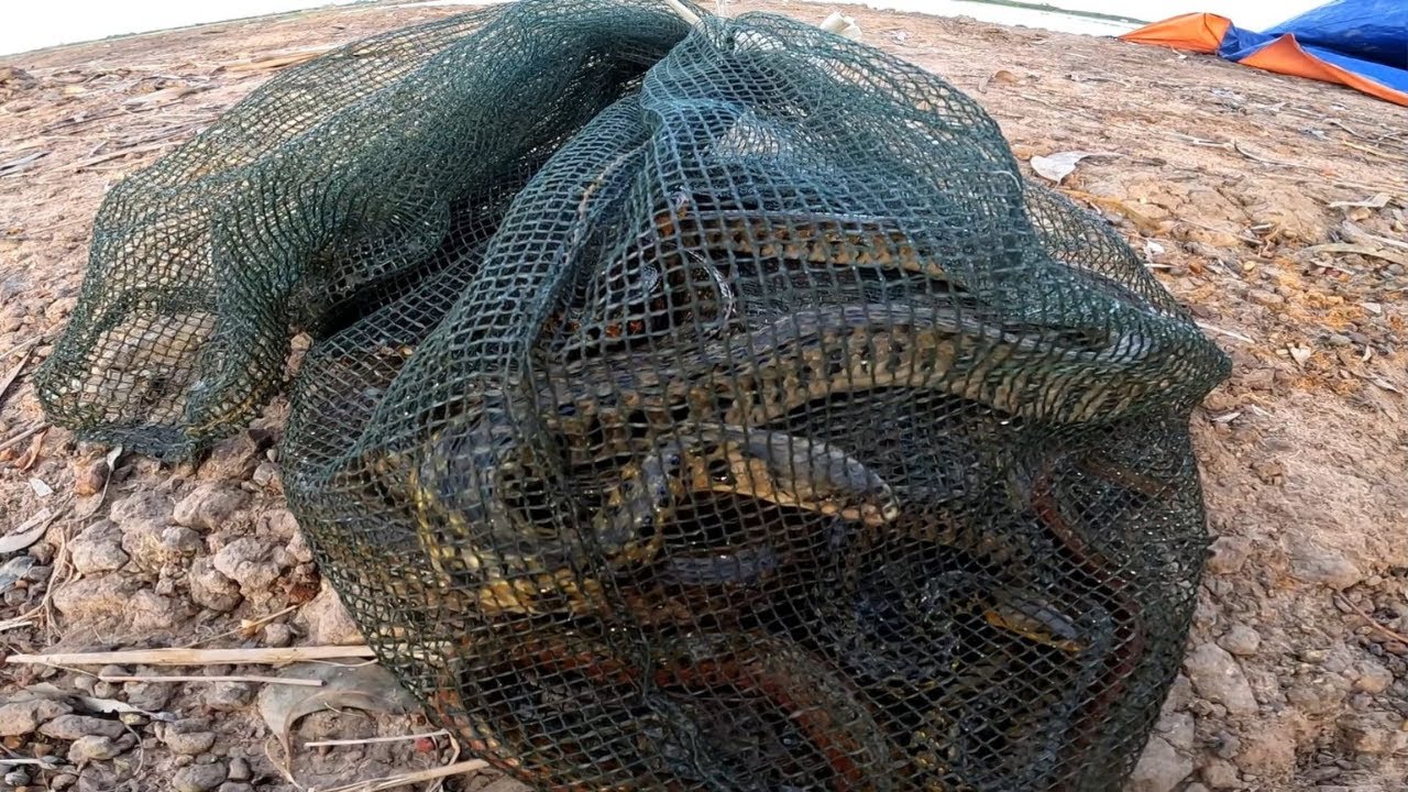 P.5-tiếp tục di chuyển đên địa điểm mới để kiếm thành quả mới/GIÓ LÀNG QUÊ