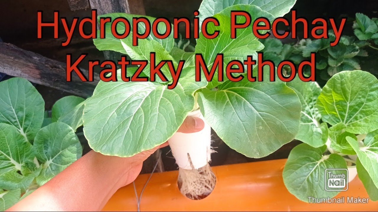 Hydroponic Pechay