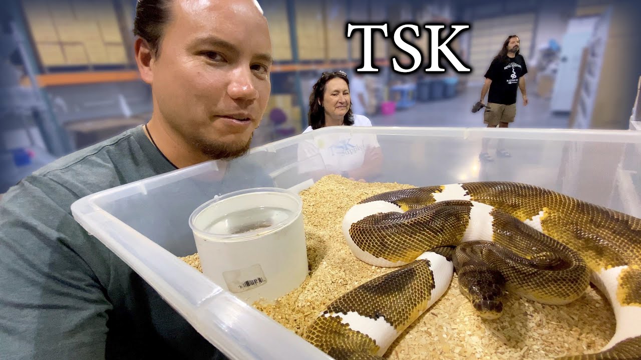 The Very First Clown Pied Ball Python EVER