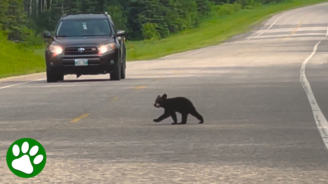 Baby bear refuses to leave his brother behind 🐾❤️