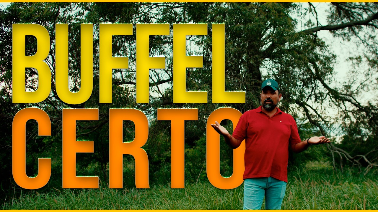 Capim buffel: o que ninguém te conta