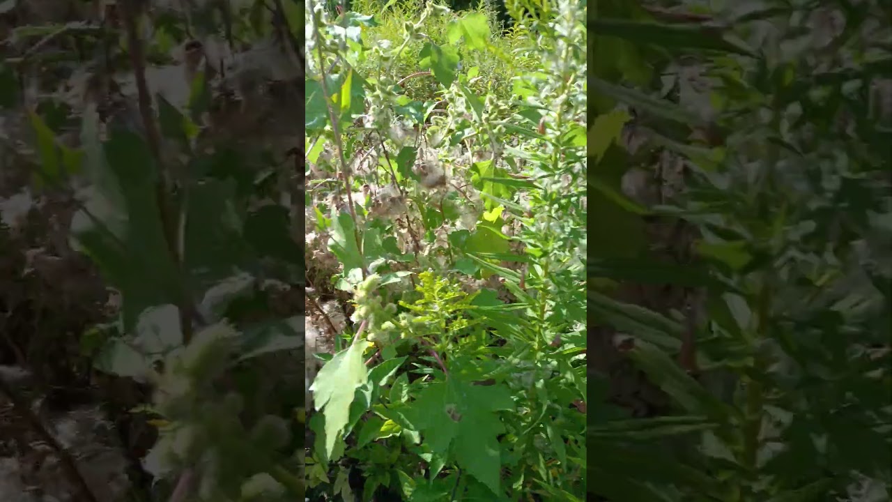 Emily got scared after hearing hissing from ducks 