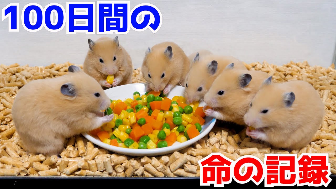 未熟児のハムスターの成長記録