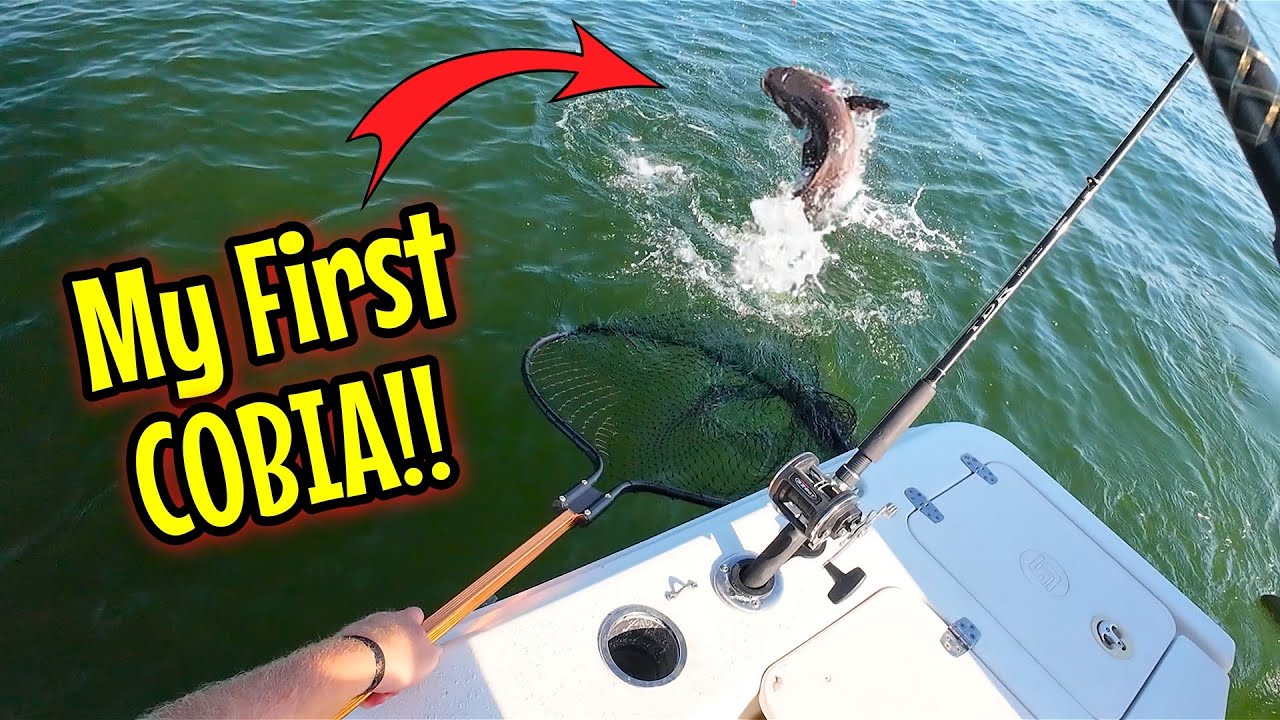COBIA Fishing the Chesapeake Bay - Eels & Chum got it done!