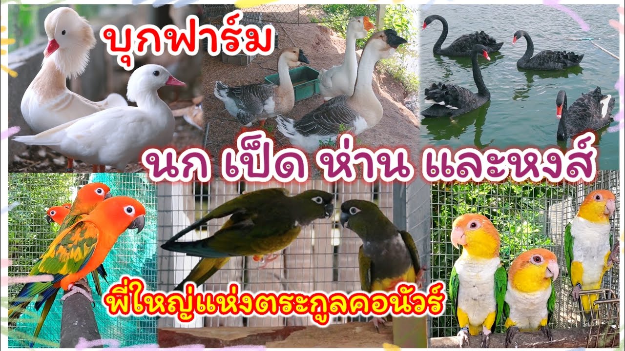 บุกฟาร์ม นก เป็ด ห่าน และหงส์ พร้อมพบกับพี่ใหญ่แห่งตระกูลคอนัวร์ ที่พนัสนิคม  จ.ชลบุรี จัดส่งได้