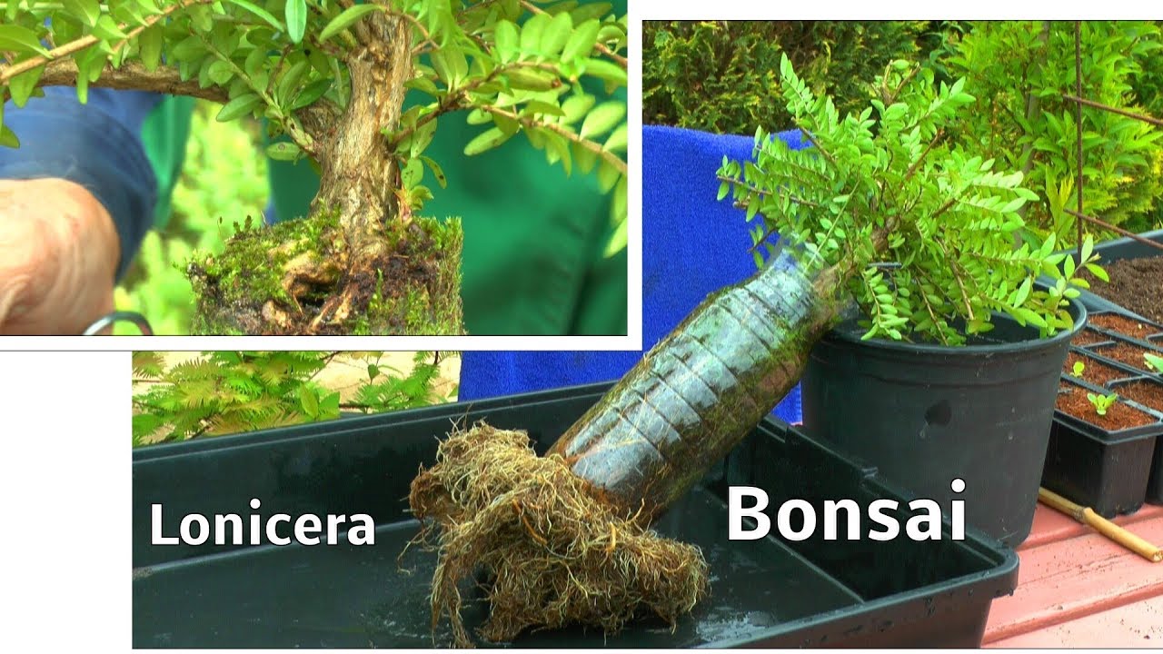 Fantasy Bonsai Bottle in a Bottle Nach 3 Jahren das Ergebnis der Vorbereitung zum extravaganten Bons