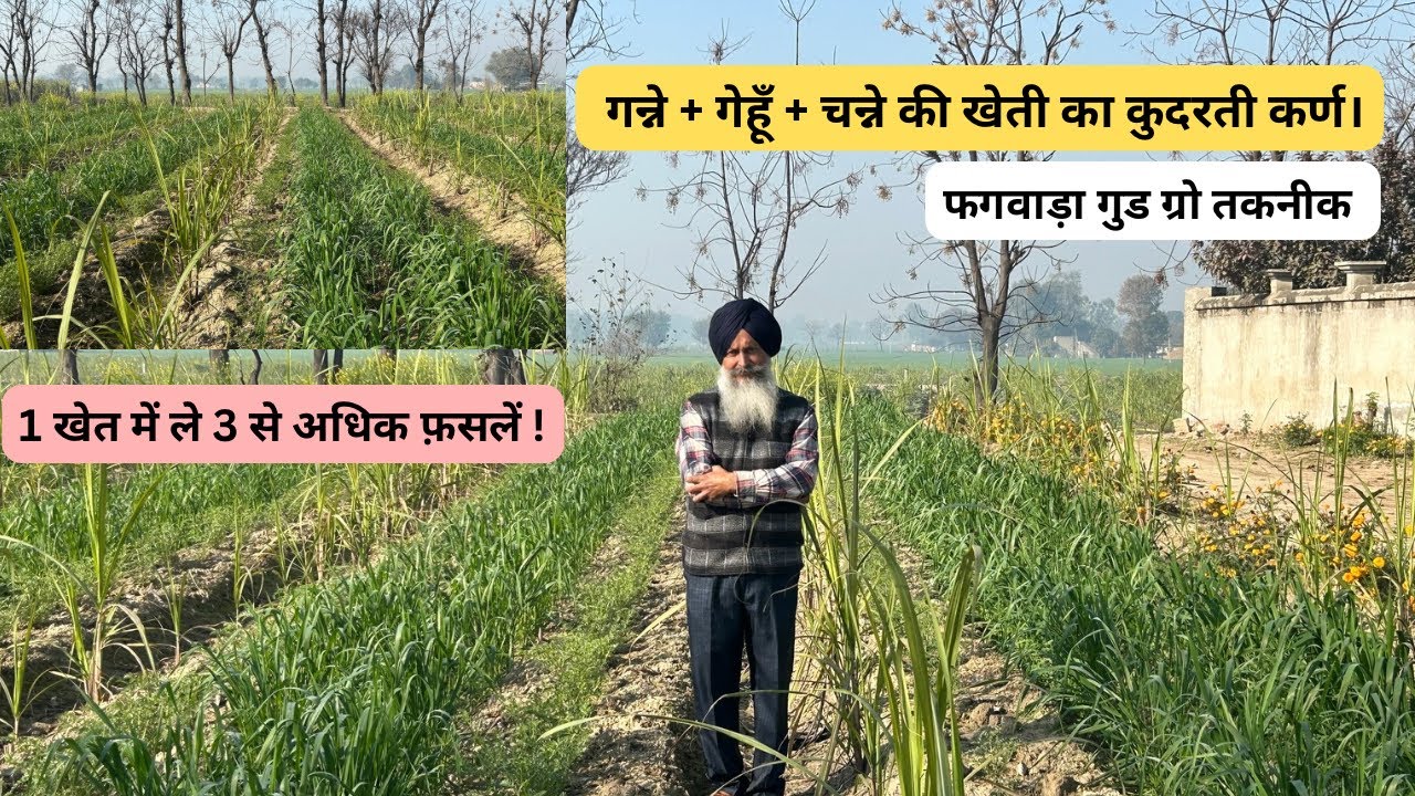 Sugarcane + chick peas + wheat cultivation at good farm