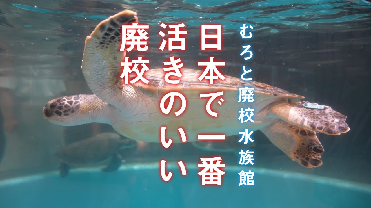 日本で一番活きのいい廃校 (むろと廃校水族館)