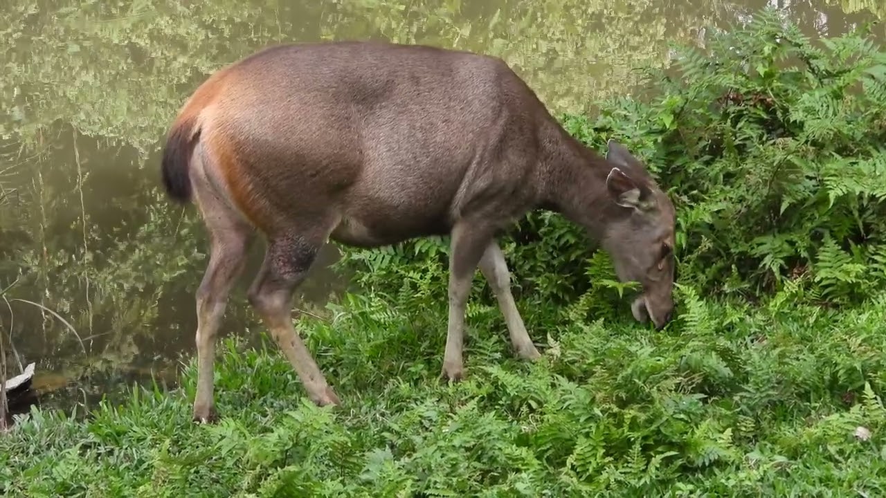 Sambar ♀︎ frisst Gras  4K