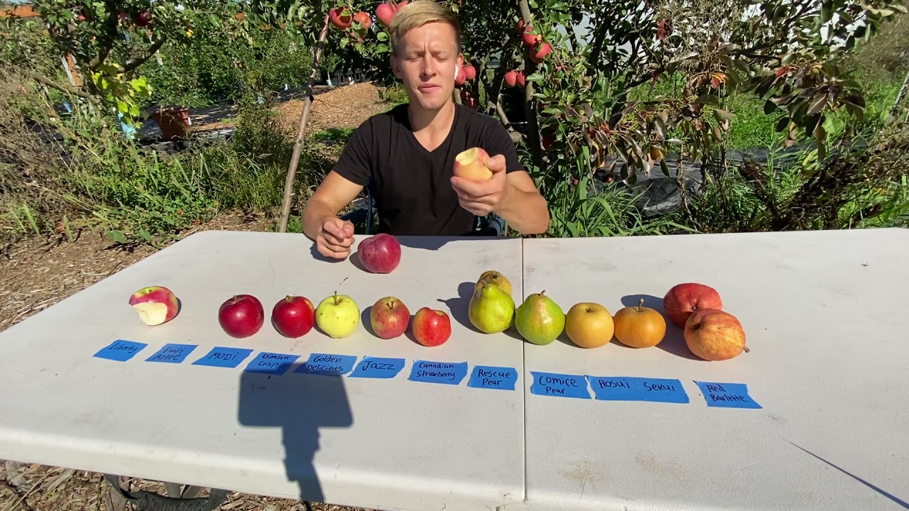 Tasting Pears and Apples Fuji Aztec, CrimsonCrisp, Liberty, Modi, sekui, Husui, rescue, red barlet