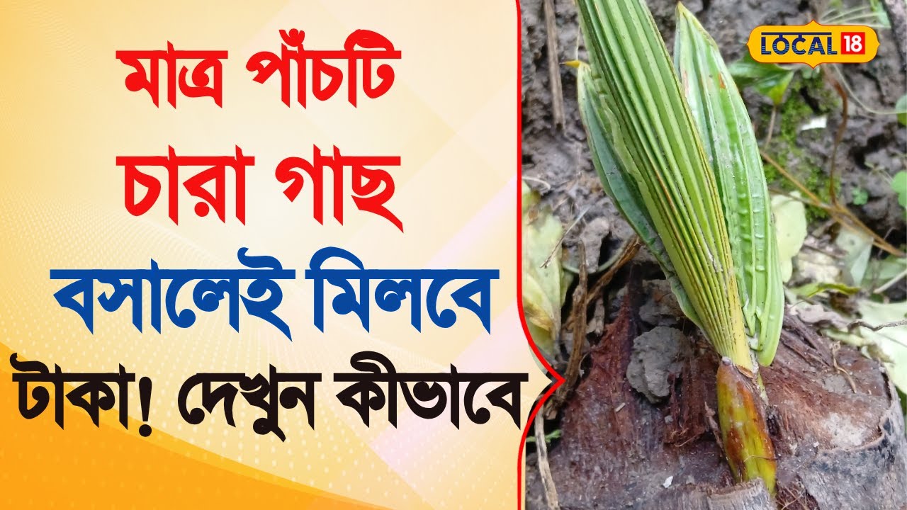 Bangla News | মাত্র পাঁচটি চারা গাছ বসালেই মিলবে টাকা! দেখুন কীভাবে  |  Money Making  |  #local18