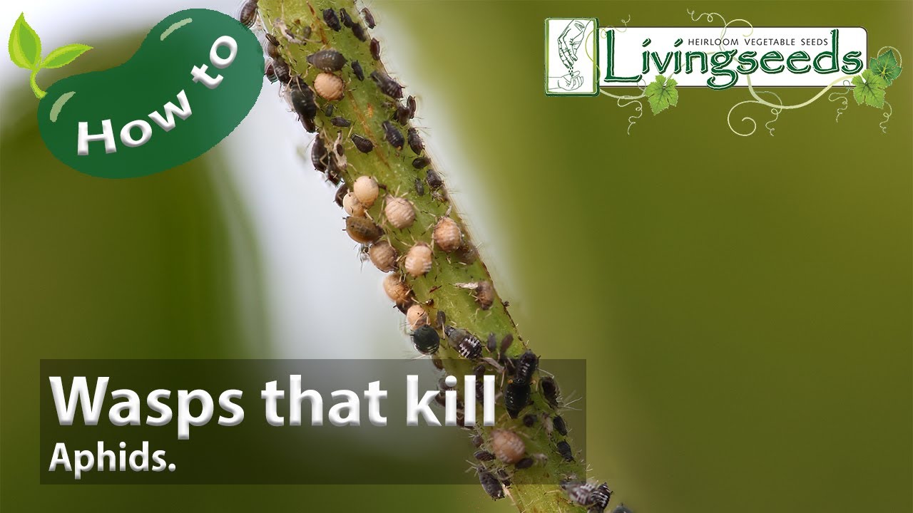 Aphid Killing Wasps