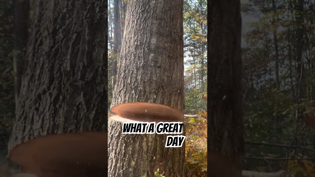 What a great day! #logging #logger #treework #treebiz #fullsend