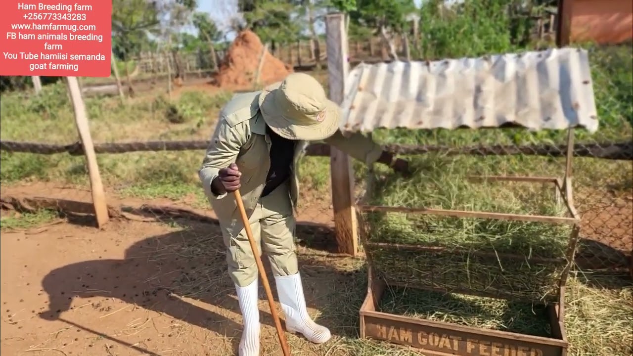 what farmers must understand on zero grazing (u must not miss this )