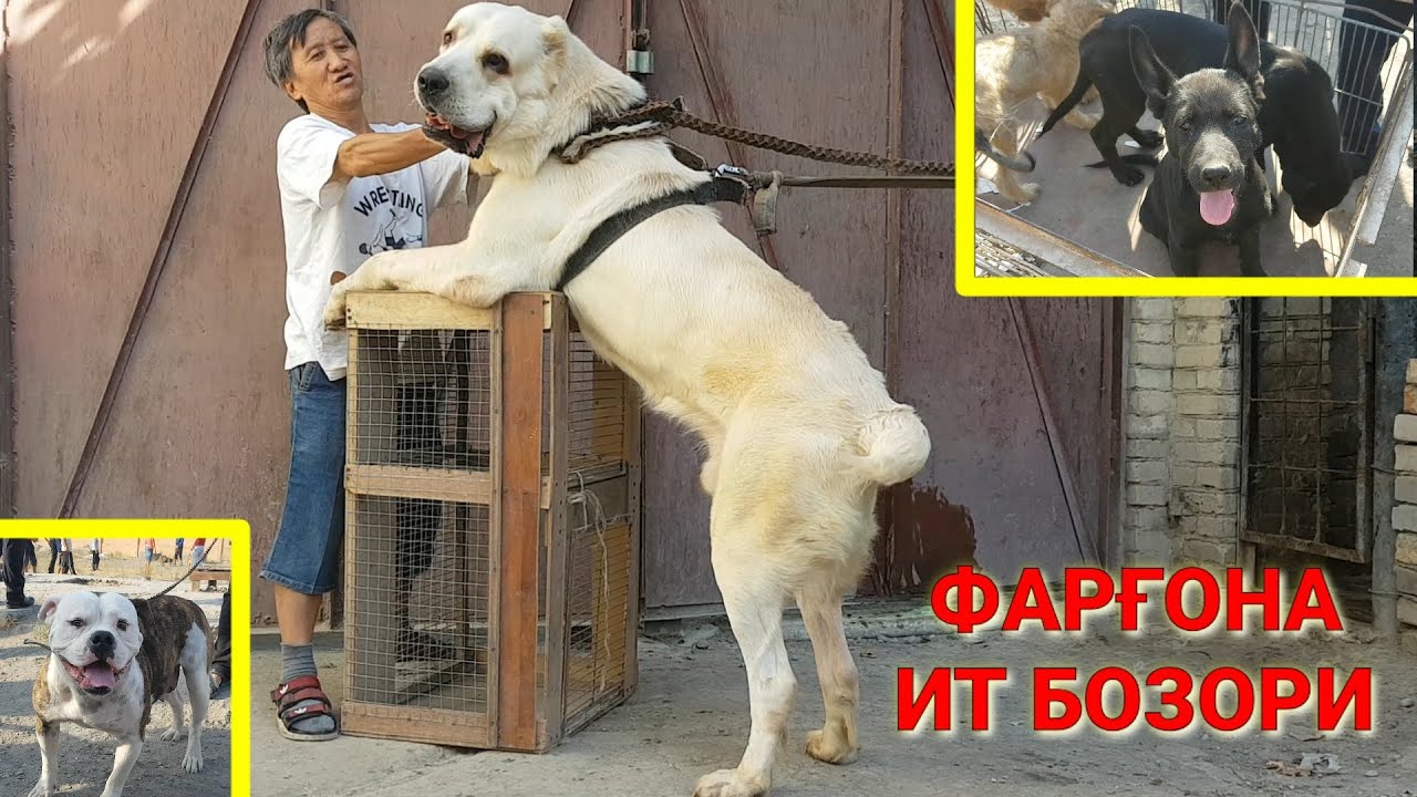 ФАРҒОНА ИТ БОЗОРИ | Ферганский собачий рынок