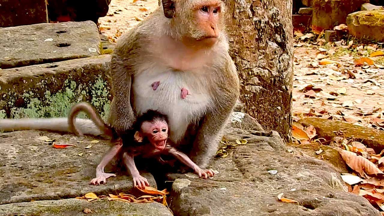 Monkey Button Rests on a Stone With Her New Baby