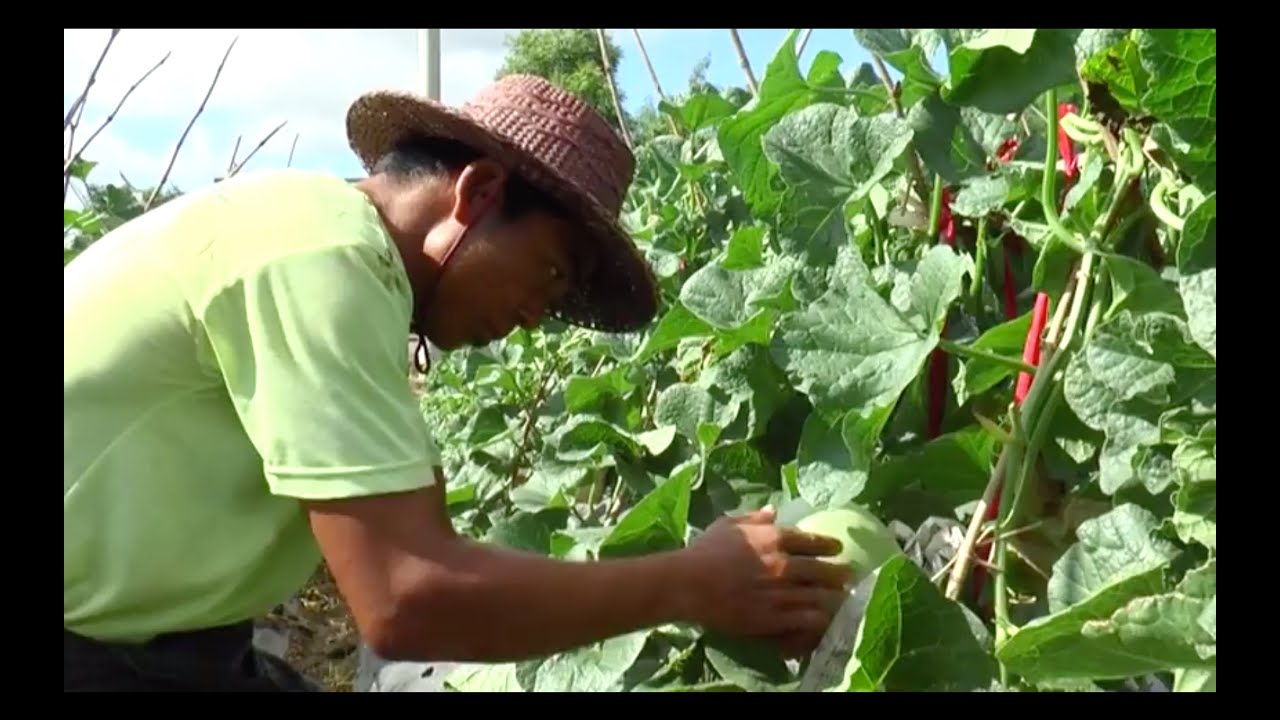 Upgrading the Melon Value Chain in Myanmar