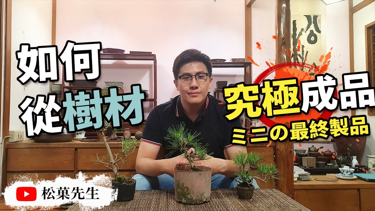 盆栽教學| 樹材到成品,到底要花多久時間?養成攻略分析!! | ミニの最終製品【松菓先生】How To Grow Bonsai  for finish time