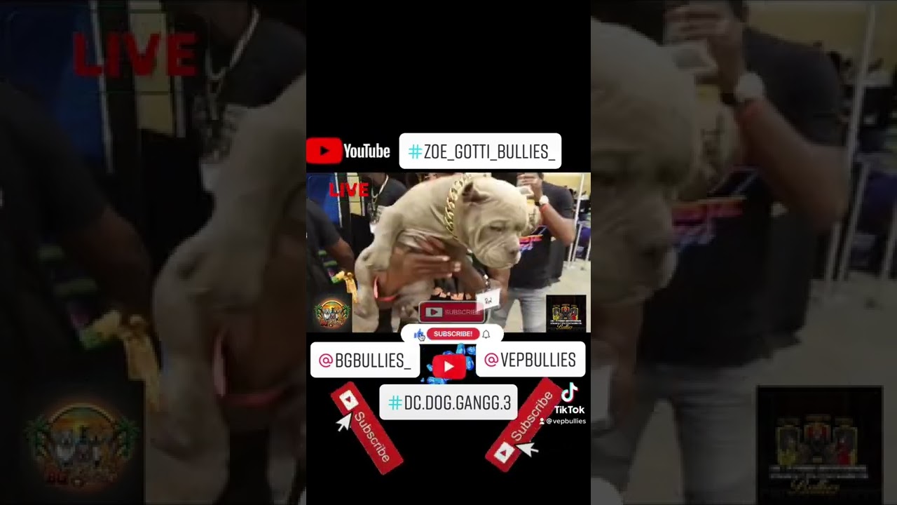 Bully Show⚠️ @VEP Bullies & BG Bullies brings you!🔥🔥🔥🎥🎥#vepbullies#summerbullybash