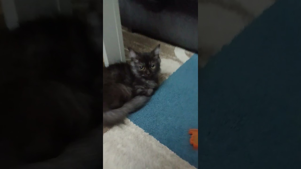 Meet my new cat Flurrie