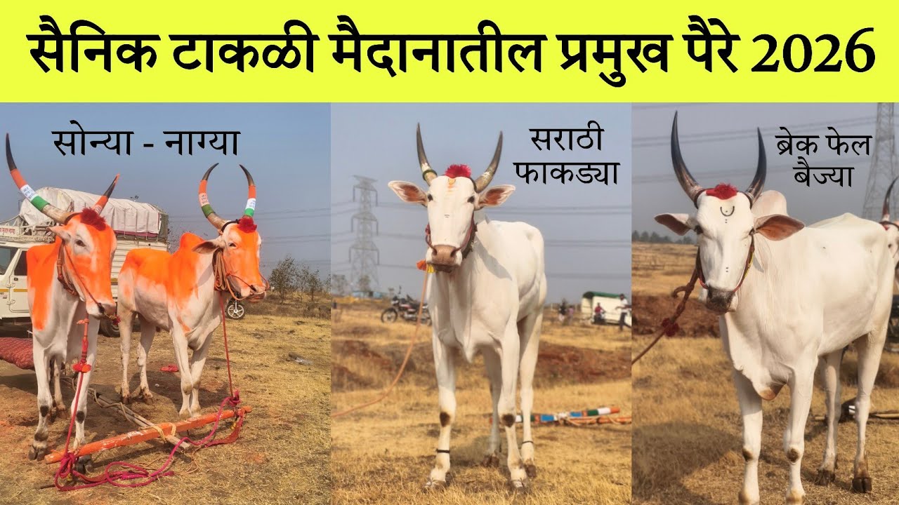सैनिक टाकळी मैदानातील प्रमुख पैरे ! | SainikTakli bailgada sharyat 2025