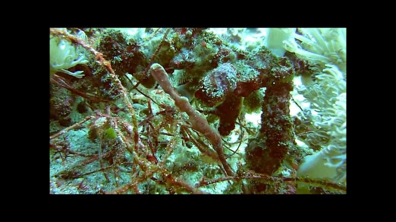 Robuster Geisterpfeifenfisch - ghost pipefish