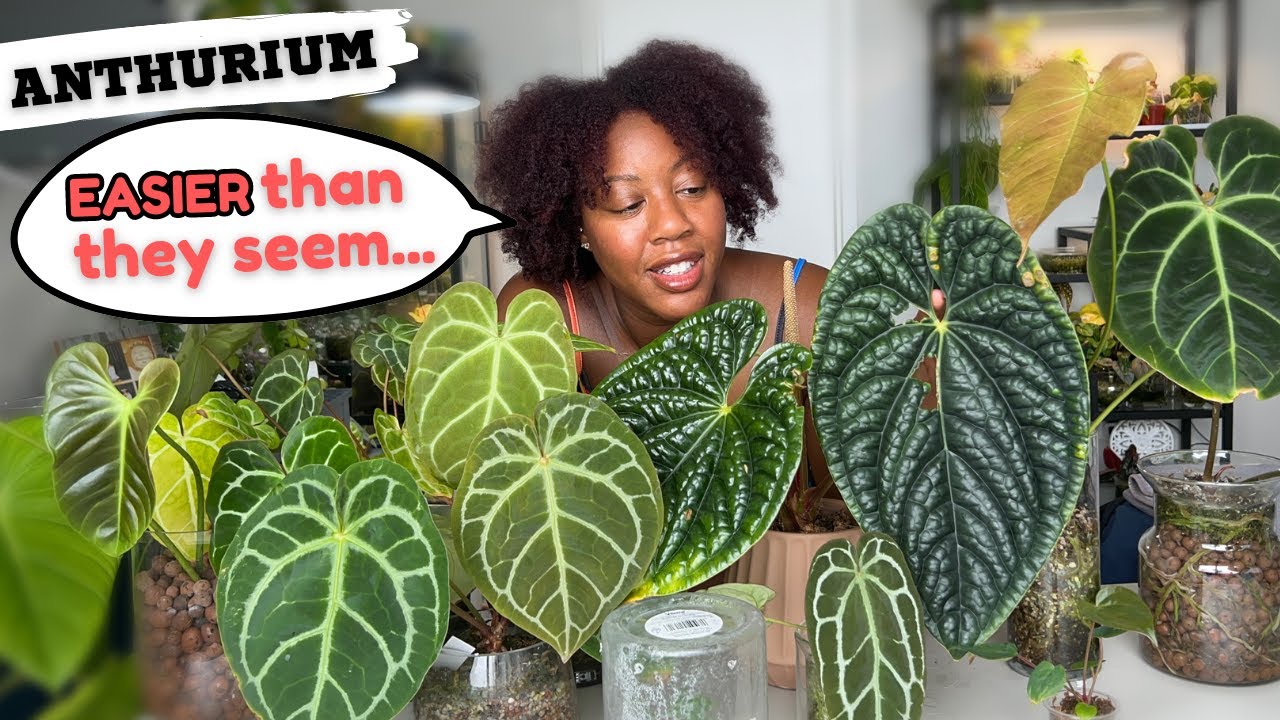 Anthurium Care + My Entire Anthurium Collection