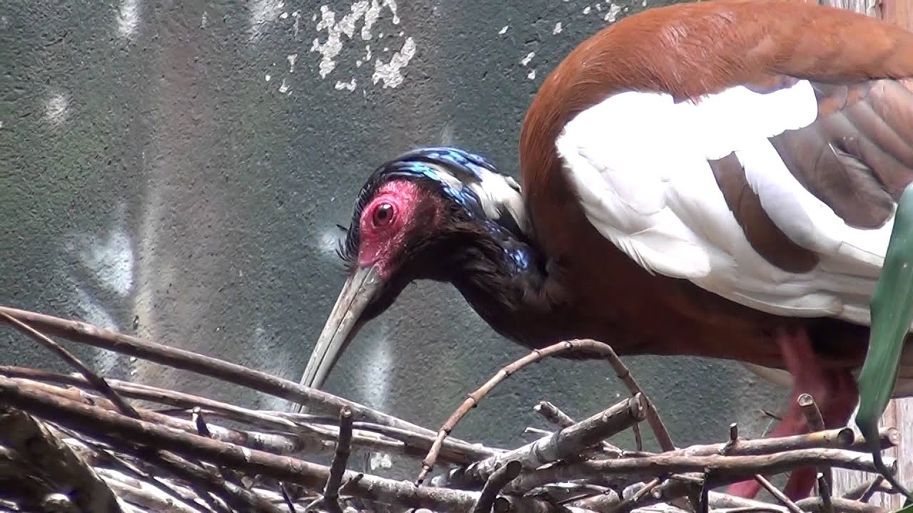 The Bronx Zoo | Sea Bird Aviary and Aquatic Bird House