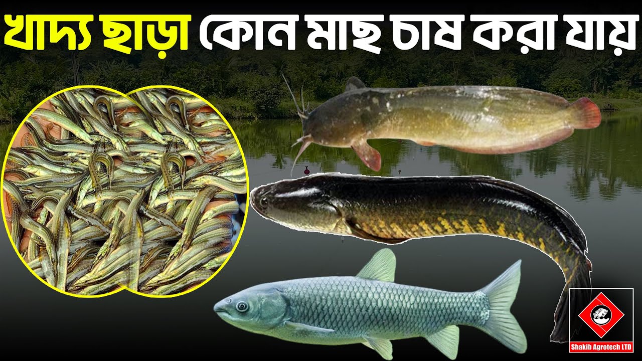 খাদ্য ছাড়া কোন কোন মাছ চাষ করা যায় || Shakib Agro || বিনা খাবারে মাছ চাষ