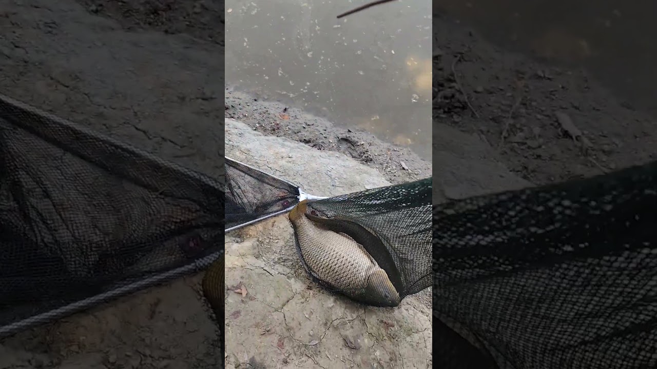 #carpfishing