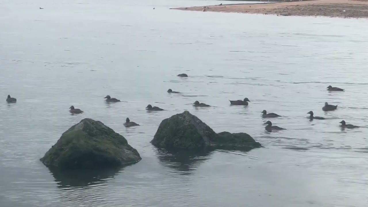 Ducks are swimming 🦆🦆🦆🦆🦆#nature #birds #ducks