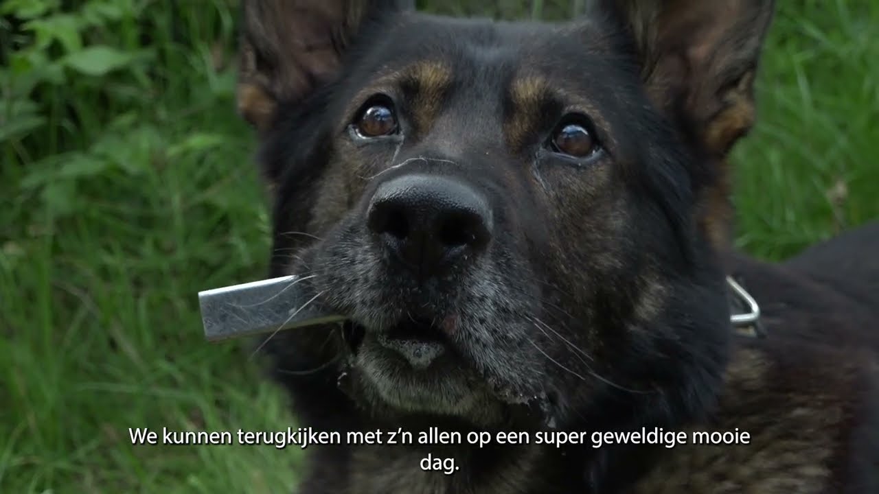 K9 honden oefening met BSB op een festivalterrein.