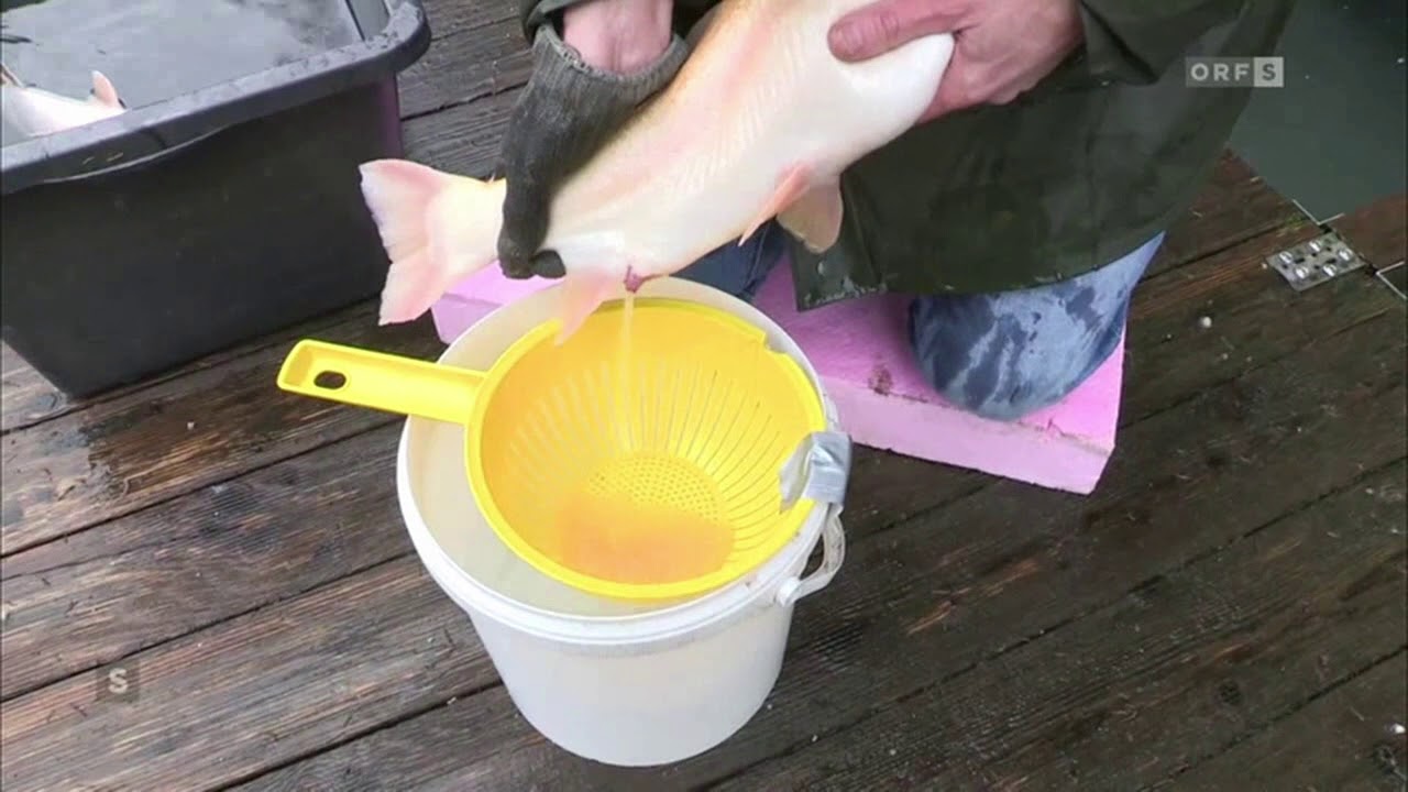Fischzucht Angelteich Salzburg