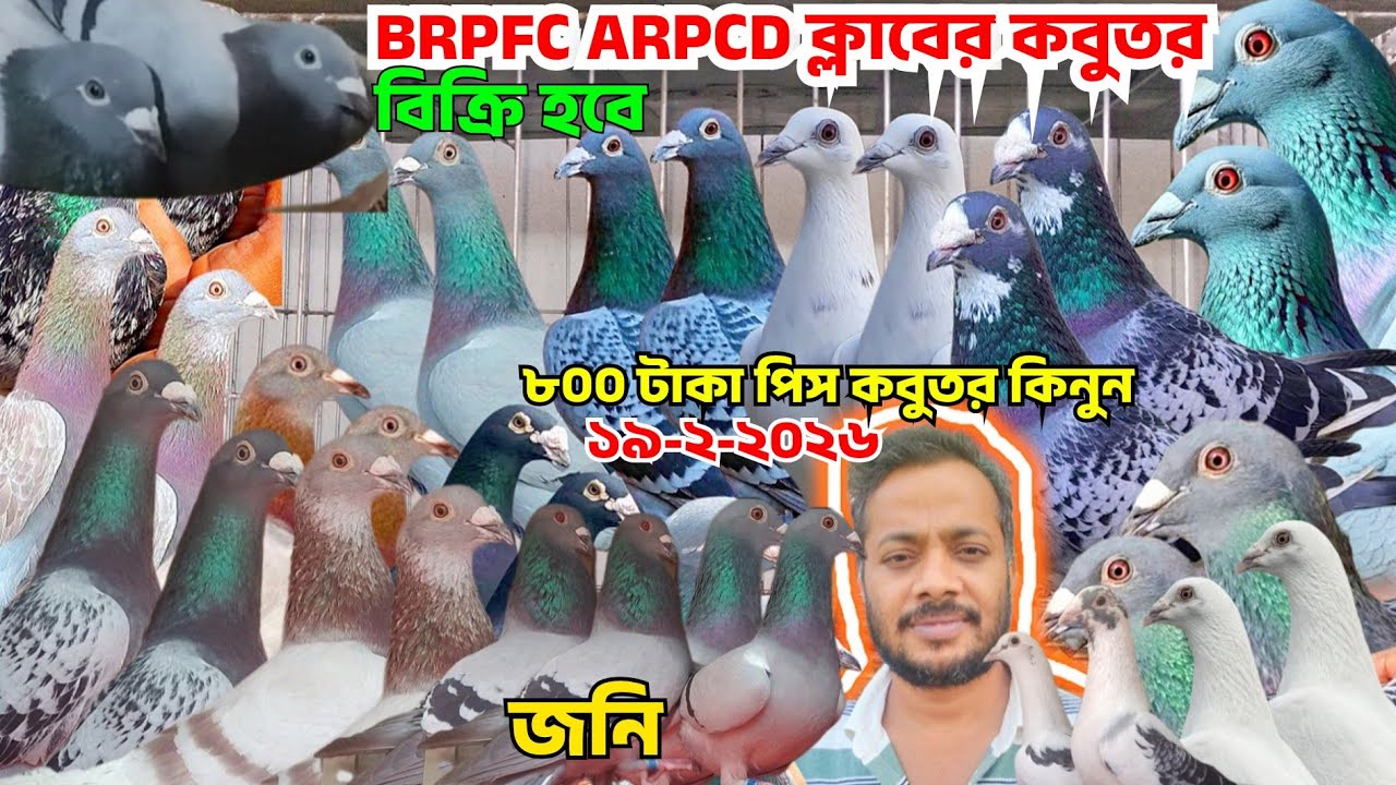  BRPFC ARPCD ক্লাবের রেসার কবুতর কিনুন। ওরজিনিয়াল রেসার কবুতর। আসল রেসার। কম দামে বিক্রি হবে। জনি
