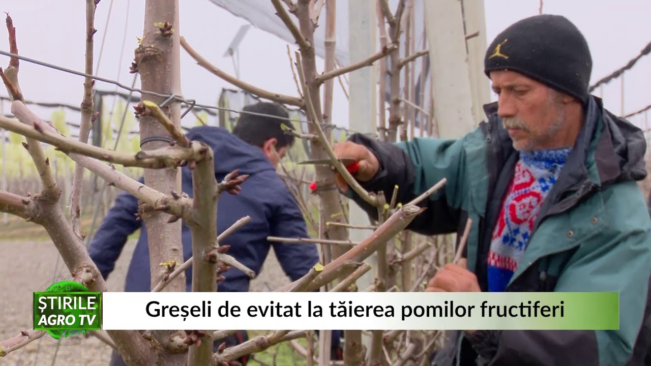 Greșeli de evitat la tăierea pomilor fructiferi 25 02 2021