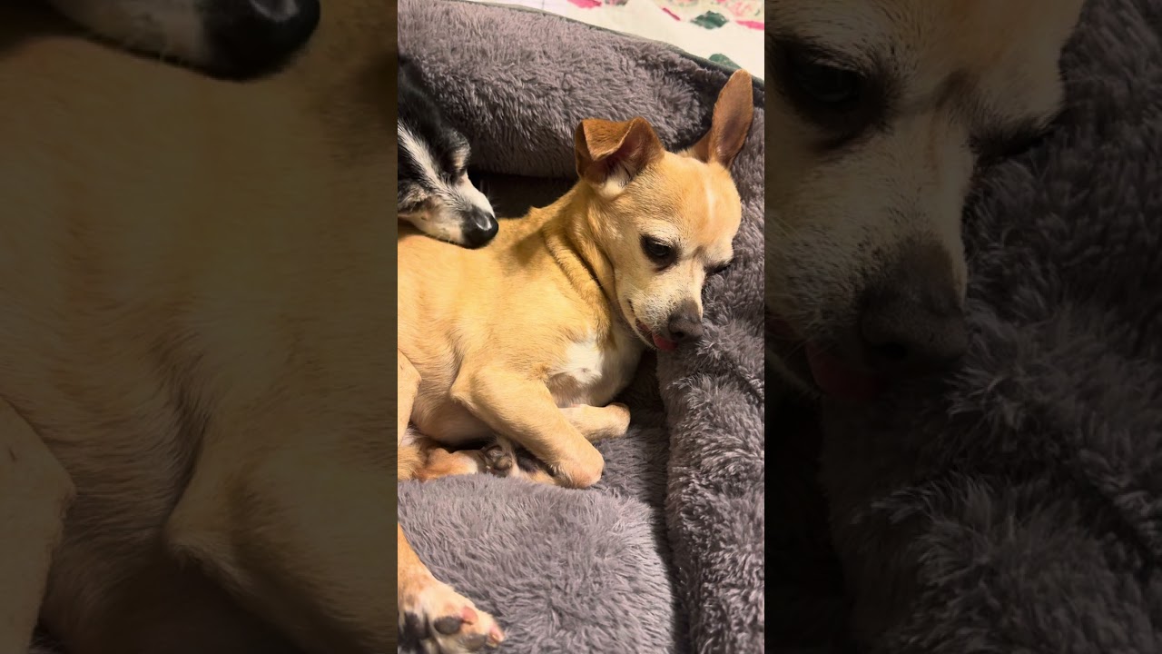 Lizzie & Bailey enjoying Friday evening. ASMR