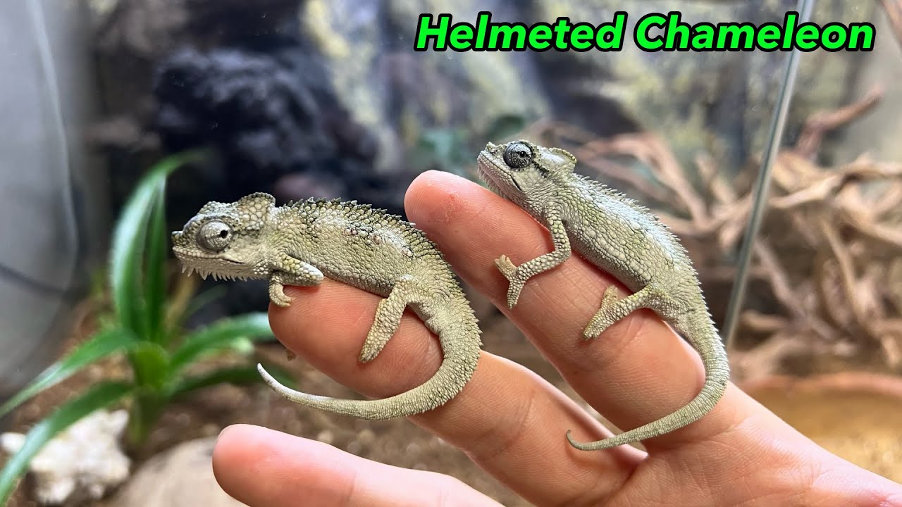 小型カメレオンの飼い方【ホーネリーカメレオン】