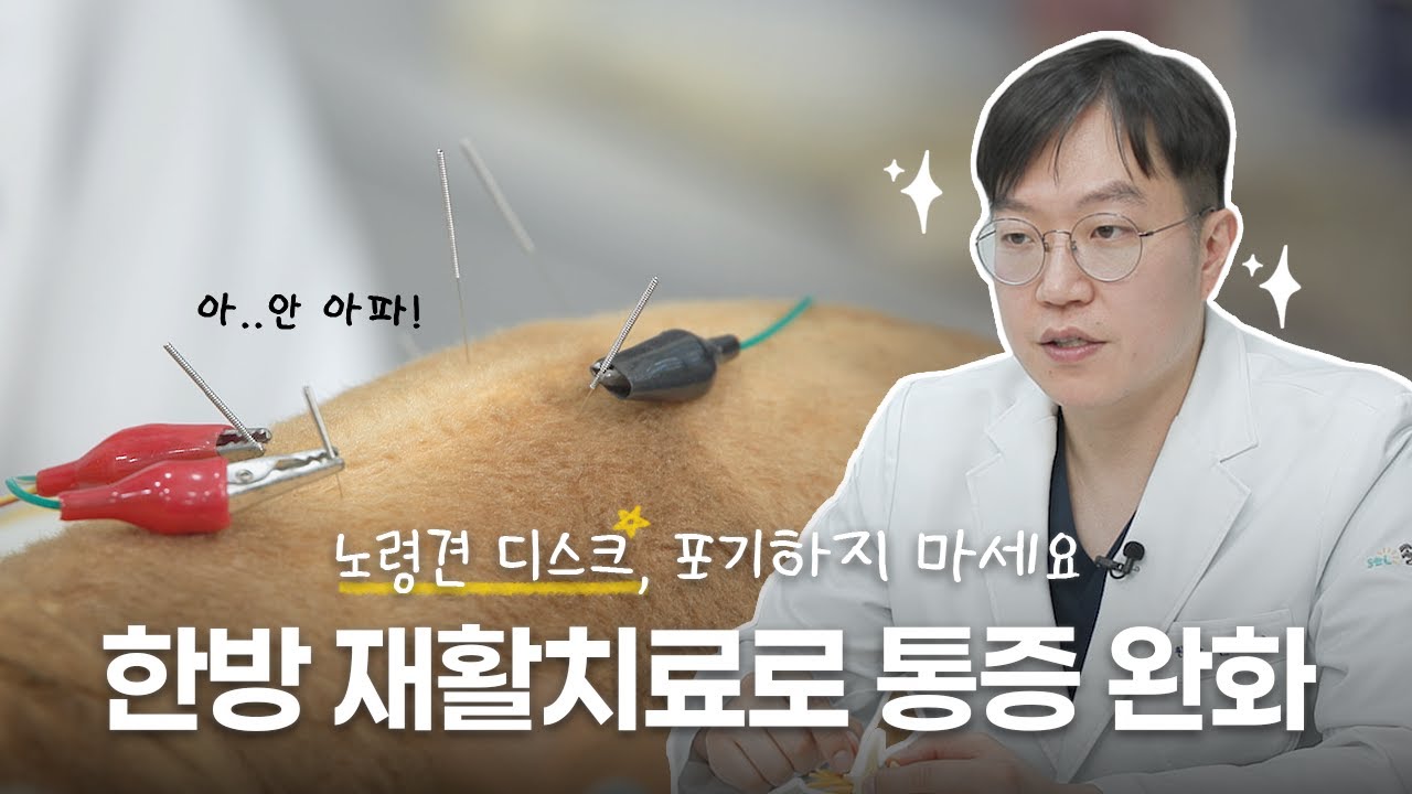 노령견 강아지 디스크📌 원인부터 한방 재활·침 치료까지! | 24시 솔동물의료센터