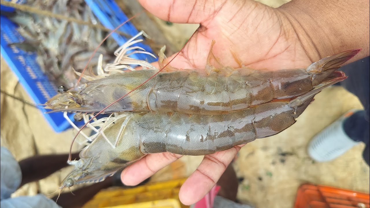 50 gm Shrimp harvesting                  