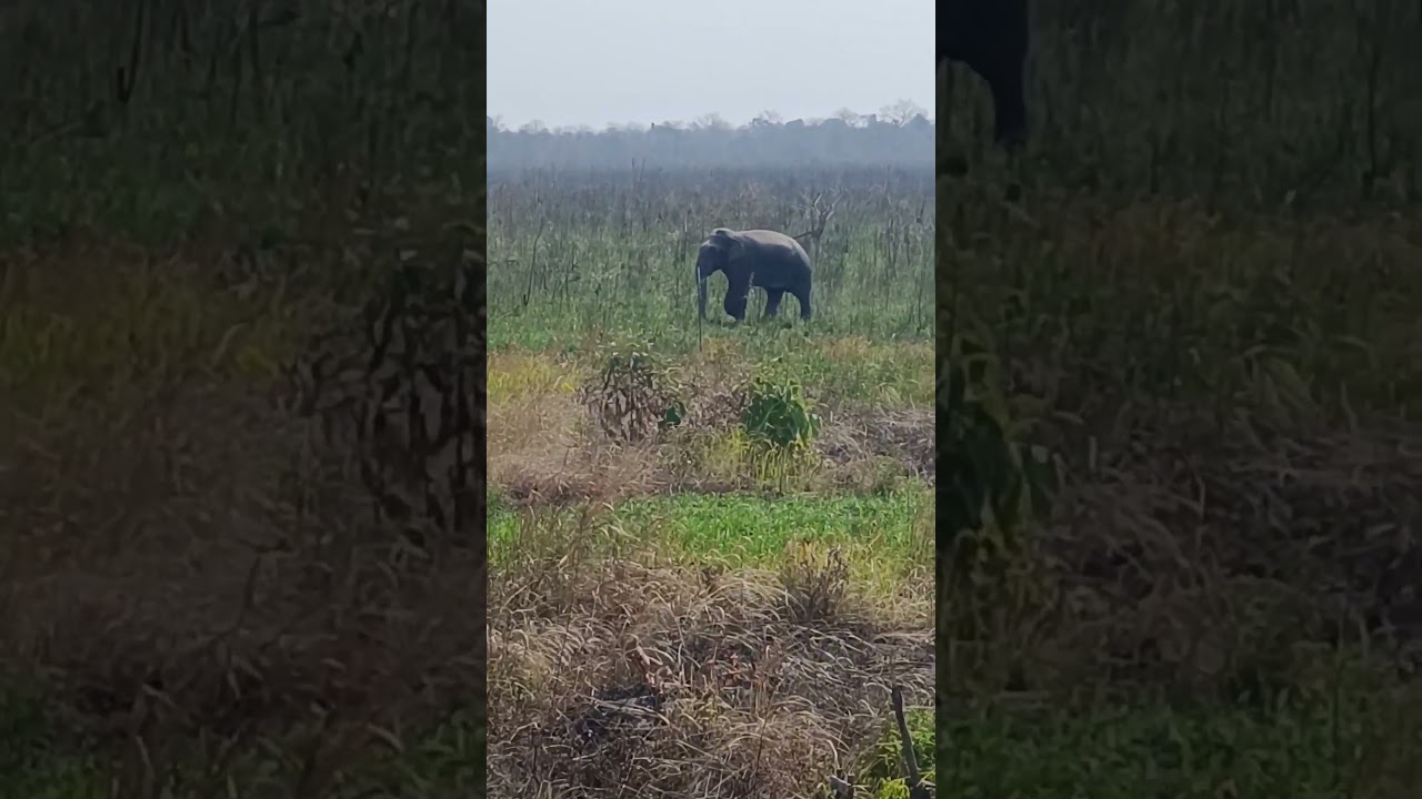 Elephants are the largest living land animals. #Forest Assam # like and  subscribe my channel