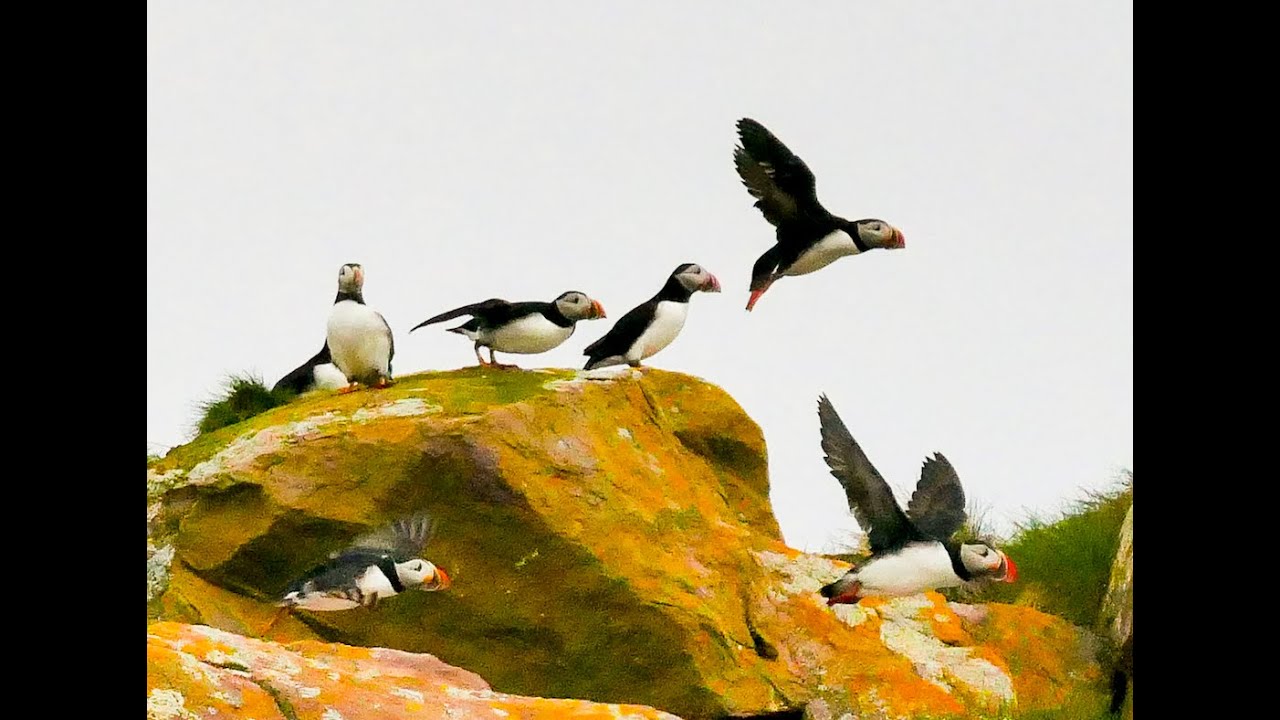 Witless Bay Ecological Reserve Newfoundland...seabird paradise