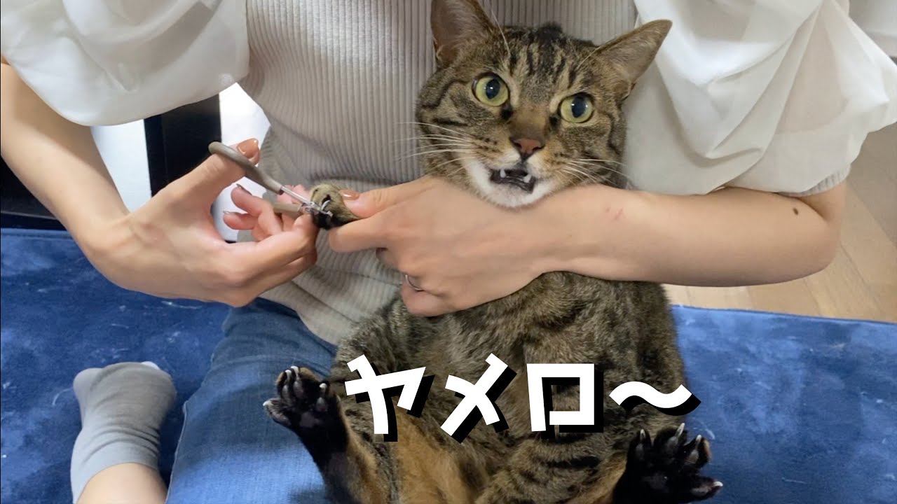 人間の言葉をしゃべる凶暴猫がこちら... まとめ